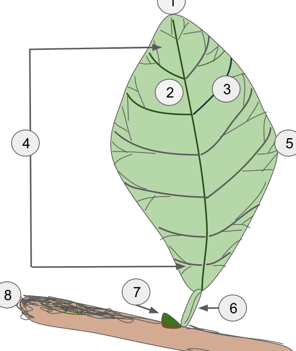 9 Diferencia interesante entre hojas simples y compuestas con tabla de comparación