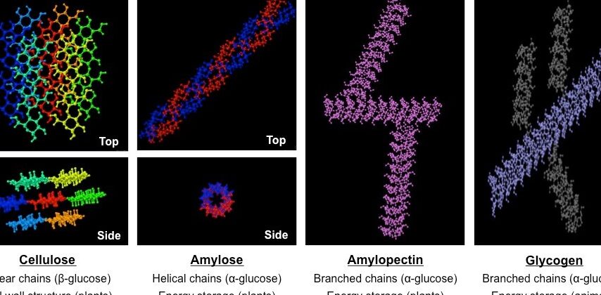 Amilosa vs amilopectina: 10 diferencias fundamentales y 5 similitudes Amilosa vs amilopectina: 10 diferencias fundamentales y 5 similitudes