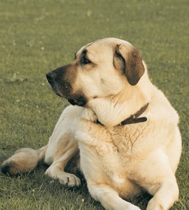 Boz Shepherd vs. Anatolian Shepherd vs. Kangal Shepherd vs. Aksaray Malaklisi (Diferencia detallada) – Todas las diferencias