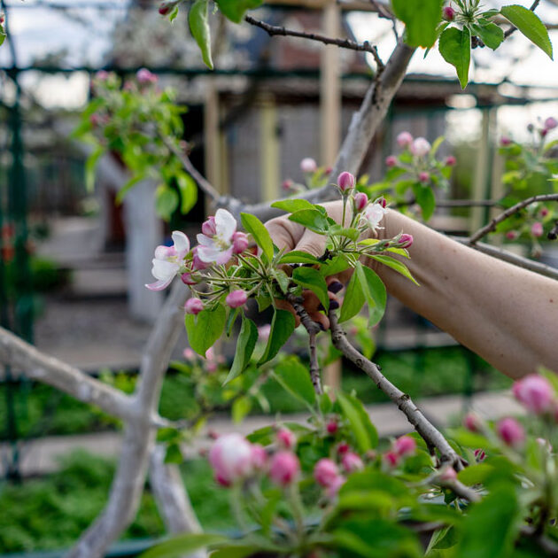 ¿Cuál es la diferencia entre el cornejo rosa y el cerezo? (Comparación) – Todas las diferencias ¿Cuál es la diferencia entre el cornejo rosa y el cerezo? (Comparación) – Todas las diferencias
