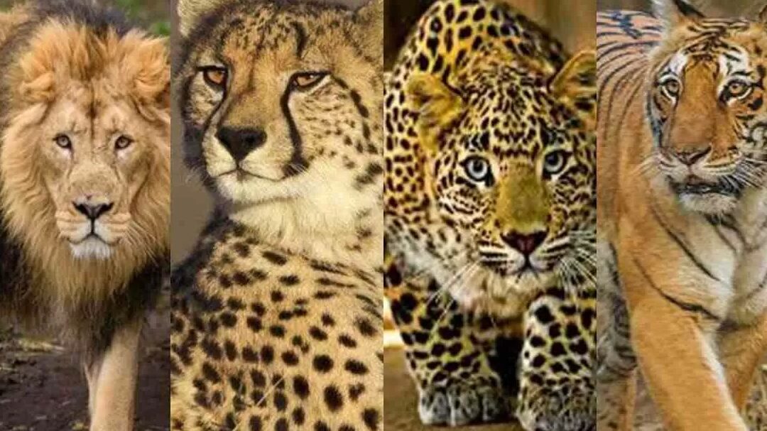 ¿Cuál es la diferencia entre estampados de leopardo y guepardo? (Explicación de la diferencia) - Todas las diferencias