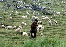 ¿Cuál es la diferencia entre la vara y el cayado de un pastor en el Salmo 23:4? (Explicado) – Todas las diferencias ¿Cuál es la diferencia entre la vara y el cayado de un pastor en el Salmo 23:4? (Explicado) – Todas las diferencias