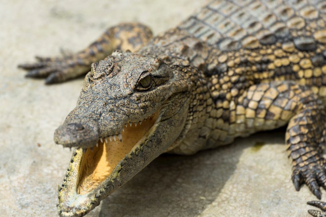 ¿Cuál es la diferencia entre un caimán, un caimán y un cocodrilo? (Explicación de la diferencia) - Todas las diferencias