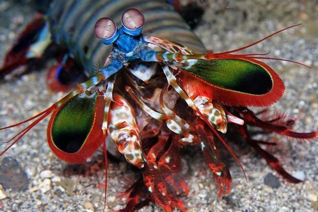 ¿Cuál es la diferencia entre un camarón mantis y un camarón pistola? (Hechos revelados) – Todas las diferencias ¿Cuál es la diferencia entre un camarón mantis y un camarón pistola? (Hechos revelados) – Todas las diferencias