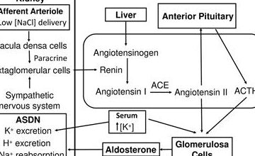 Diferencia entre ADH y Aldosterona Diferencia entre ADH y Aldosterona