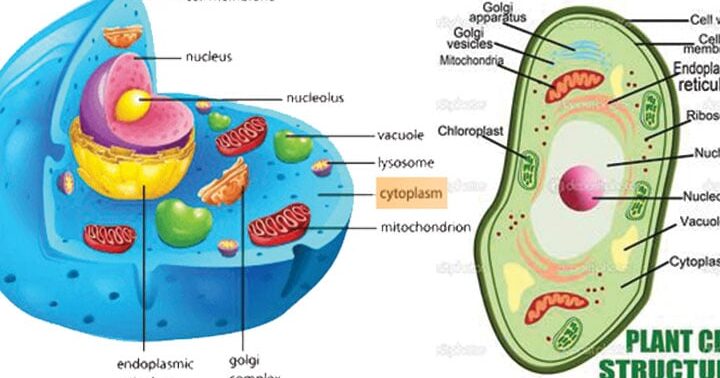 Diferencia entre citoplasma y protoplasma. Diferencia entre citoplasma y protoplasma.