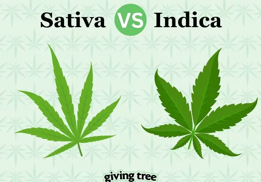 Diferencia entre índica y sativa