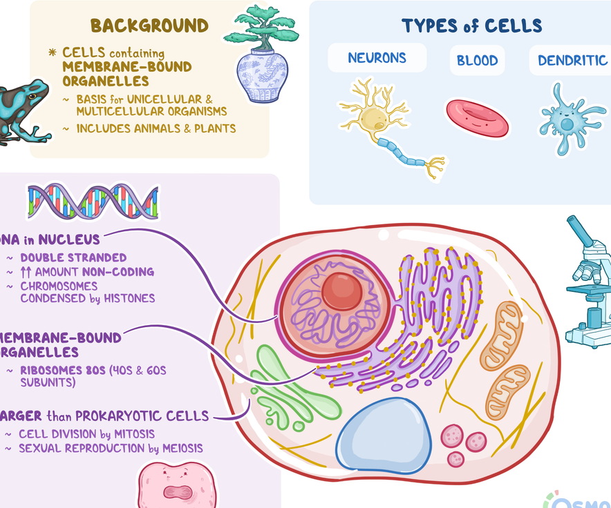 Distinción y características: todas las diferencias Distinción y características: todas las diferencias