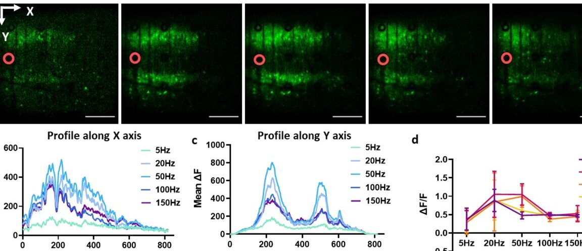img#mv-trellis-img-10::before{padding-top:75%; }img#mv-trellis-img-10{display:block;}