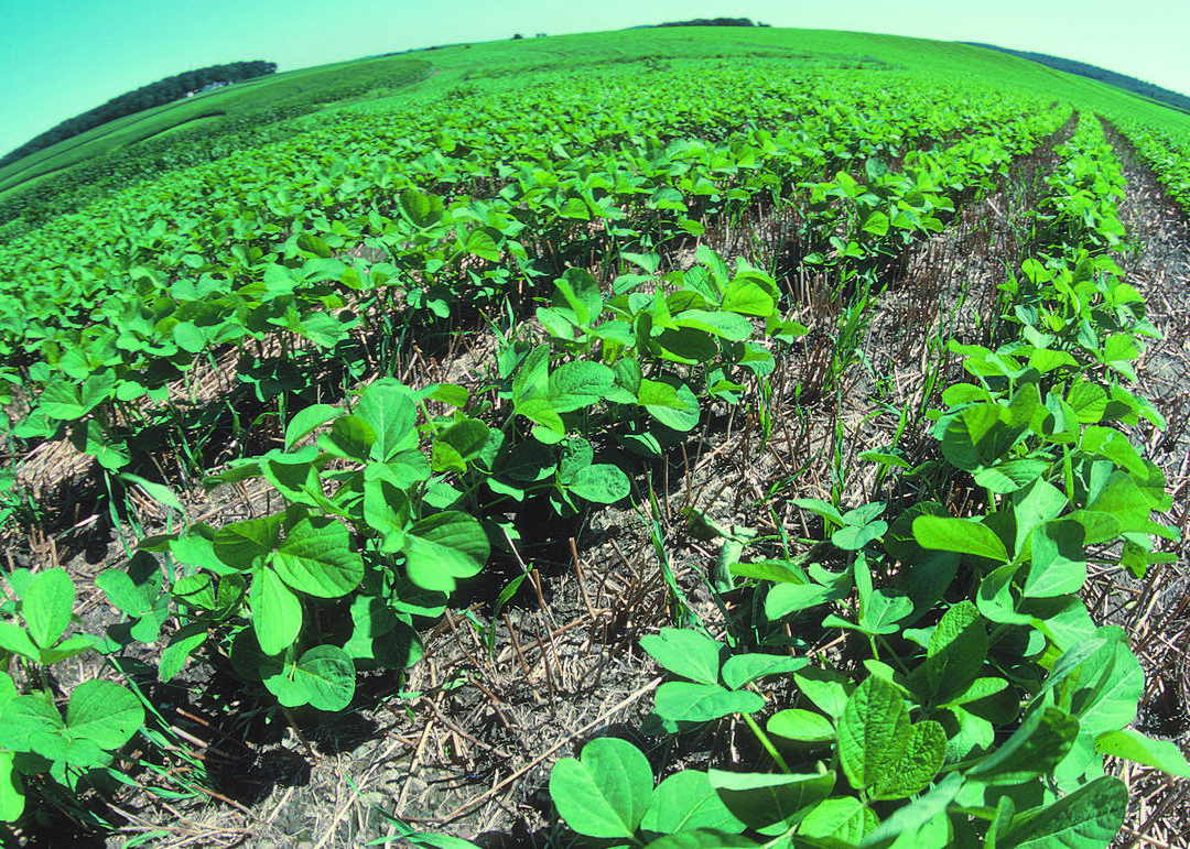 La diferencia entre la agricultura y la jardinería (explicación): todas las diferencias La diferencia entre la agricultura y la jardinería (explicación): todas las diferencias