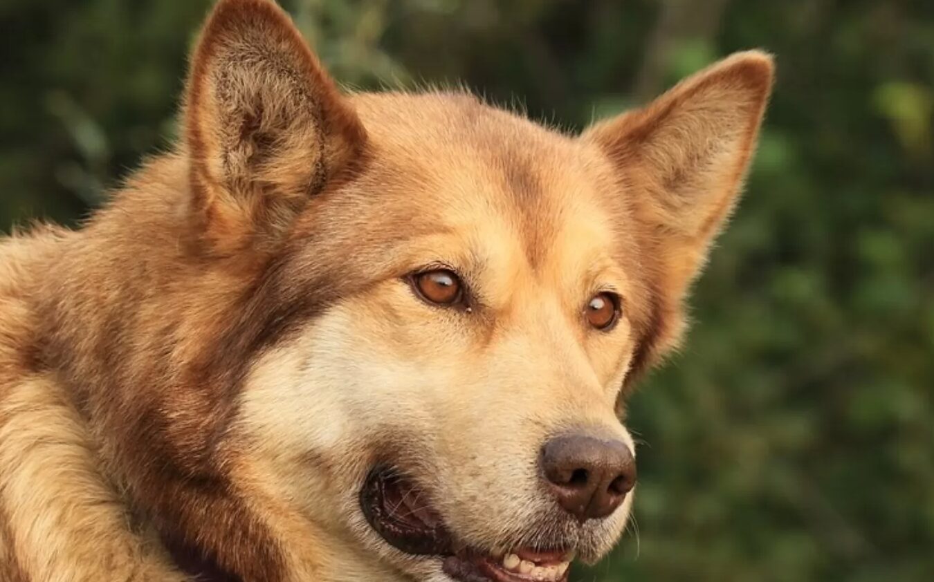 Siberian, Agouti, Seppala VS Alaskan Huskies: todas las diferencias