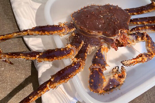 Snow Crab VS King Crab VS Dungeness Crab (Comparado) – Todas las diferencias Snow Crab VS King Crab VS Dungeness Crab (Comparado) – Todas las diferencias